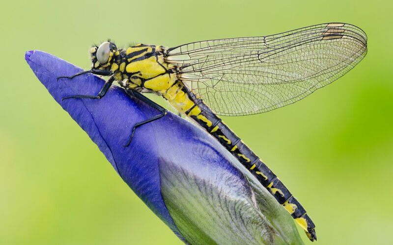Yellow and Black Dragonfly — Purple
