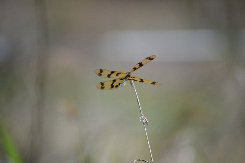 Yellow and Black Dragonfly
