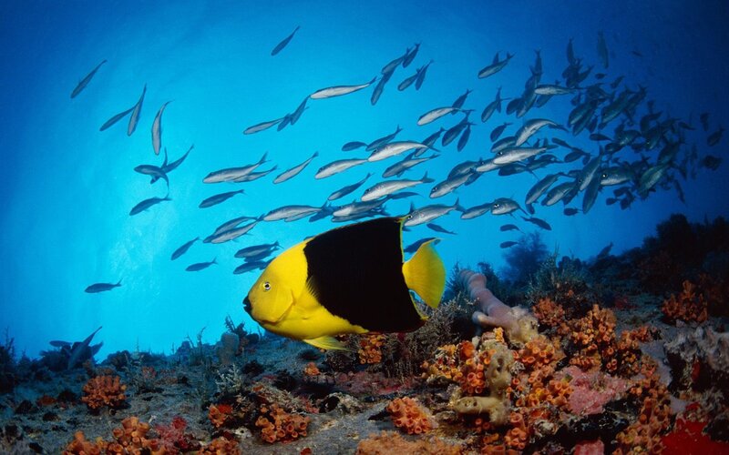 Yellow and black fish in coral reef