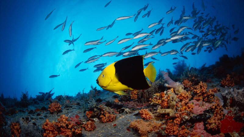 Yellow and black fish in coral reef