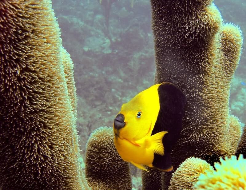 yellow and black fish near coral