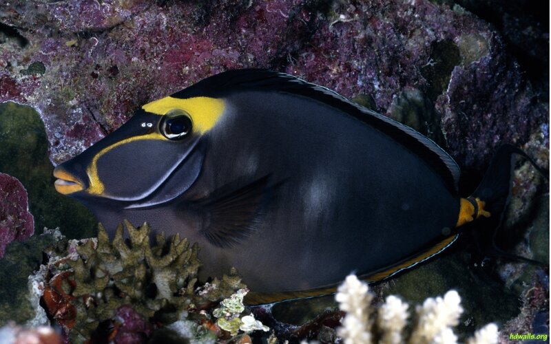 Yellow-and-black Fish