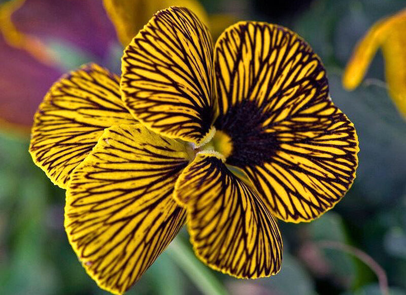 Yellow and Black Flower