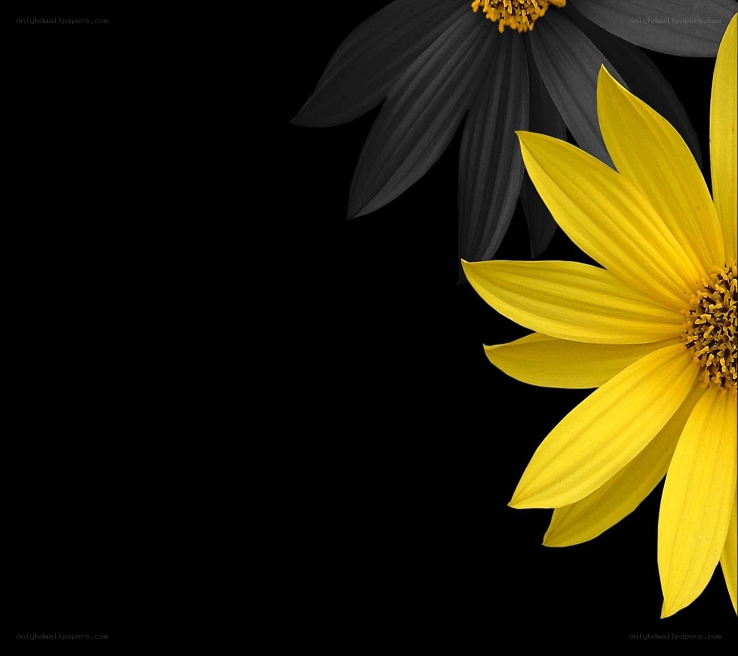 yellow and black flowers