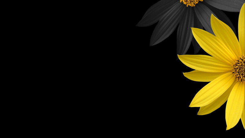Yellow and Black Flowers — Minimalist
