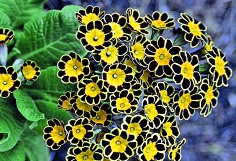 Yellow and Black Flowers — Vibrant