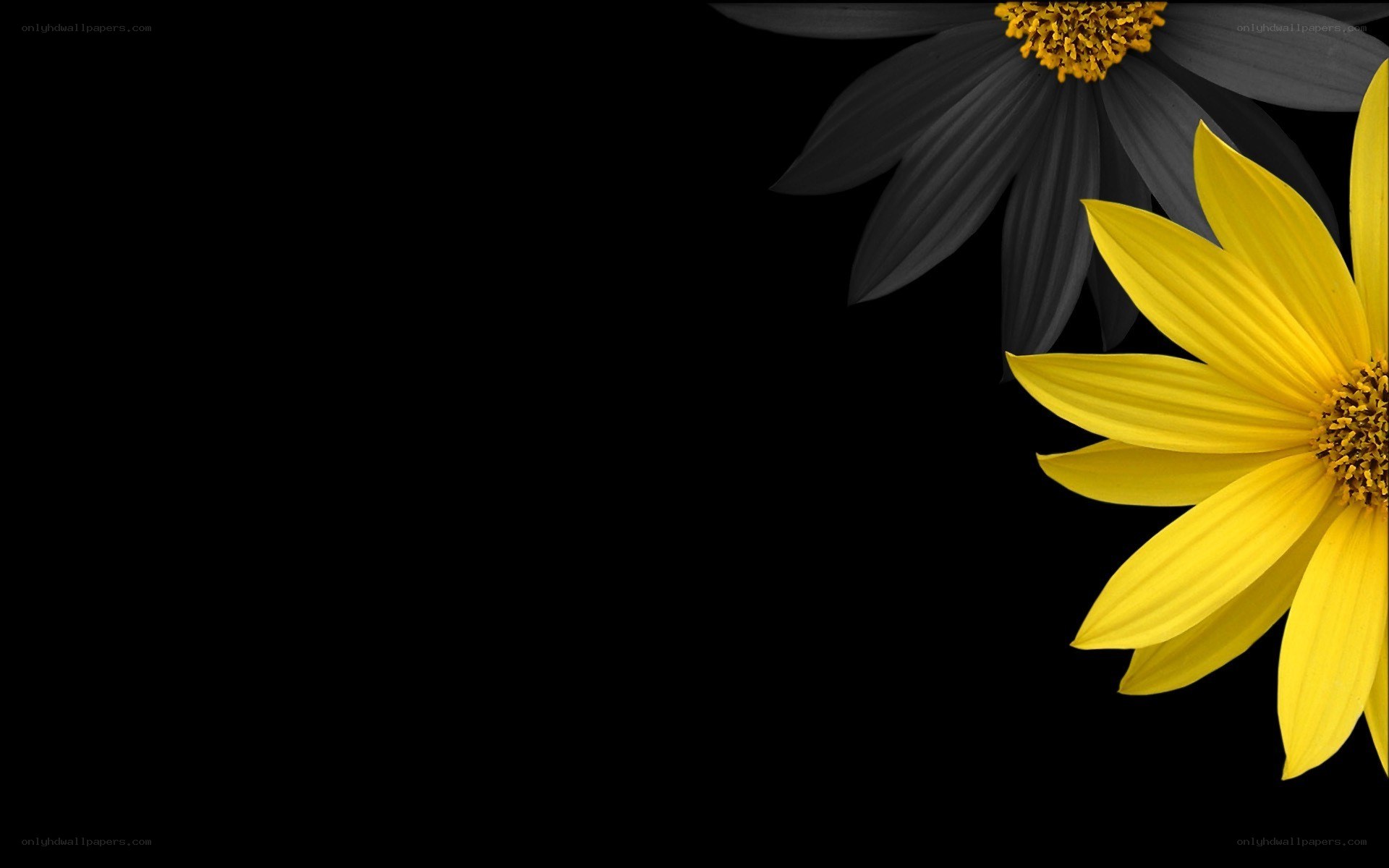 yellow and black flowers