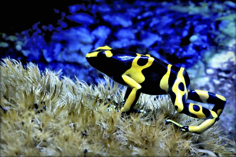 Yellow and Black Frog — Dramatic