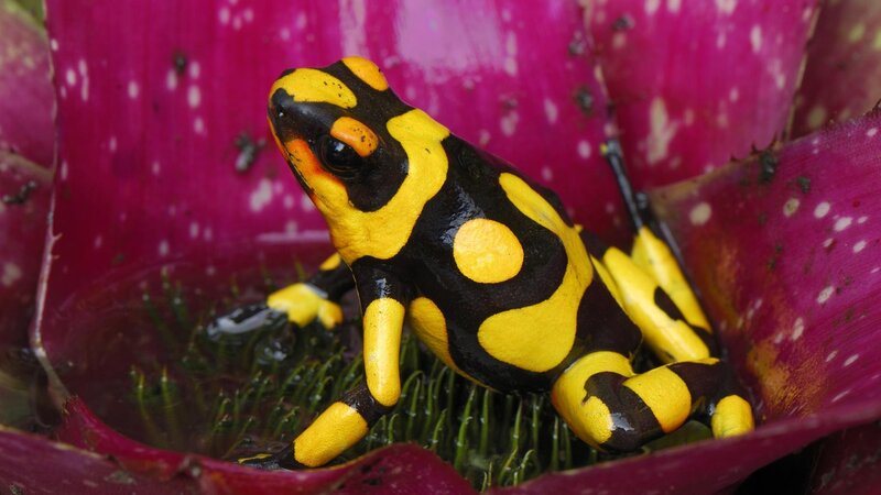 Yellow and Black Frog — Natural
