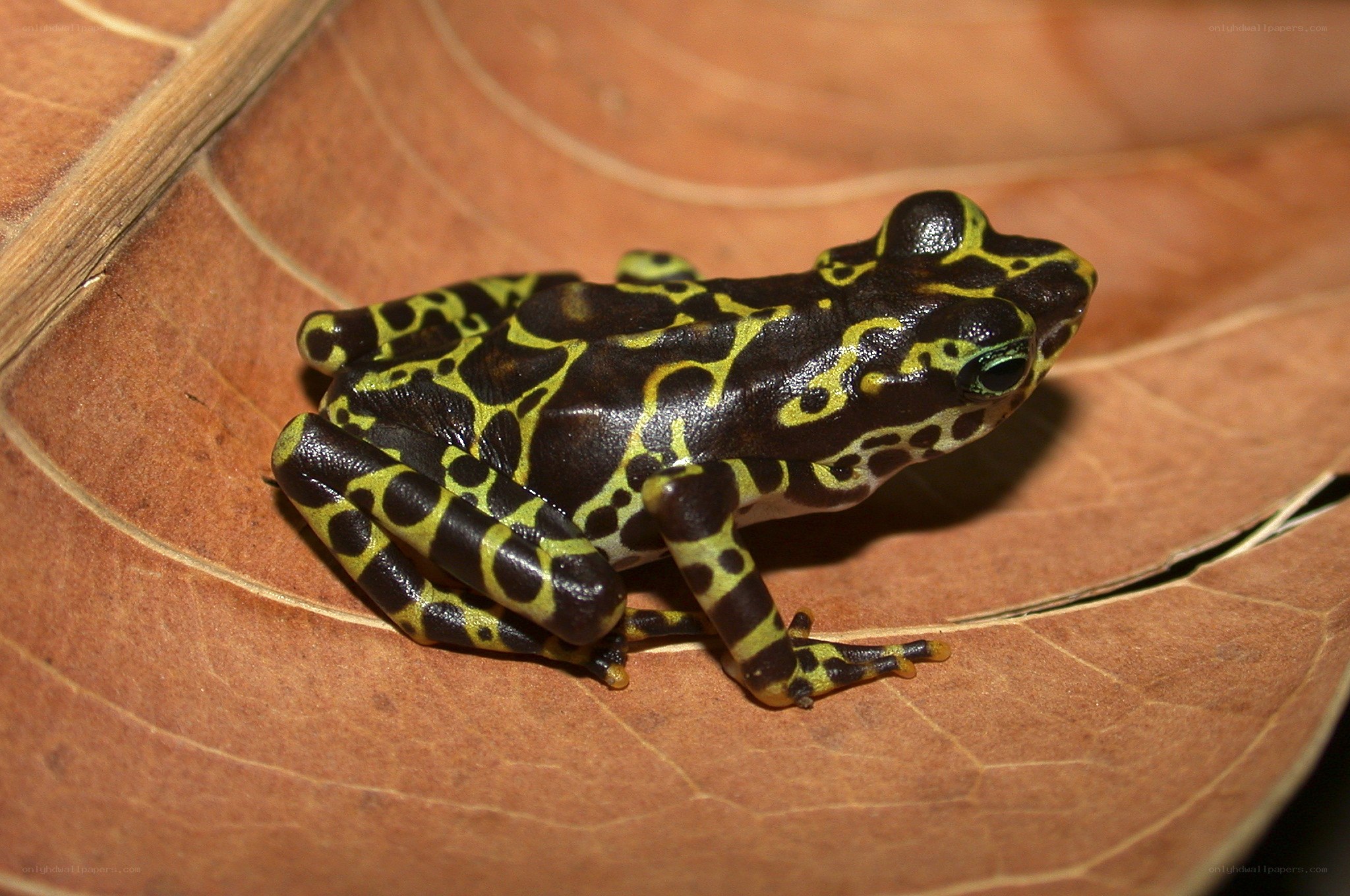 yellow and black frog on leaf