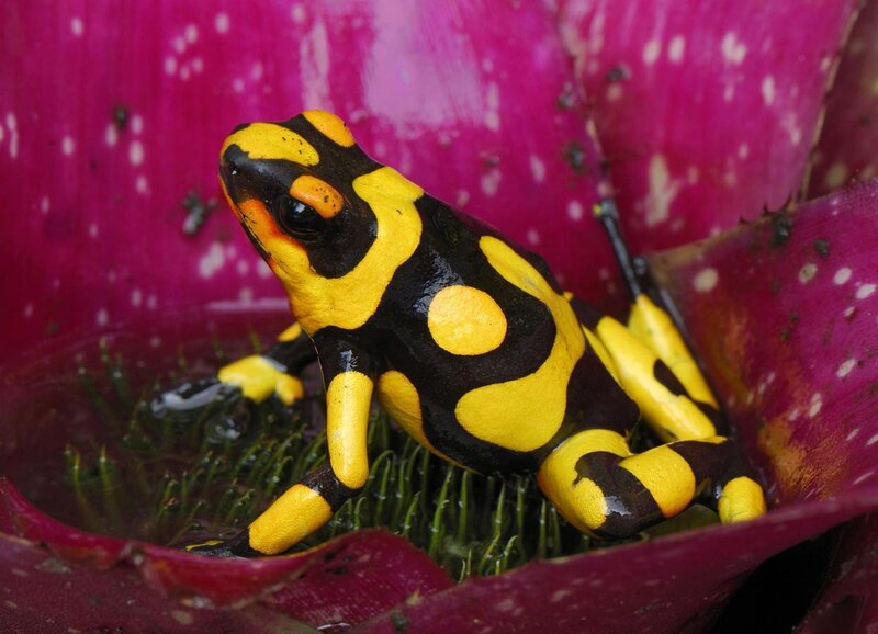 Yellow and Black Frog