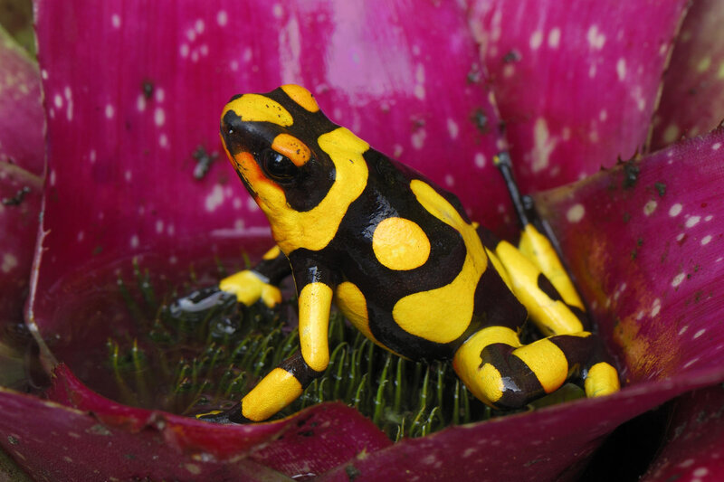 Yellow and Black Frog — Vibrant
