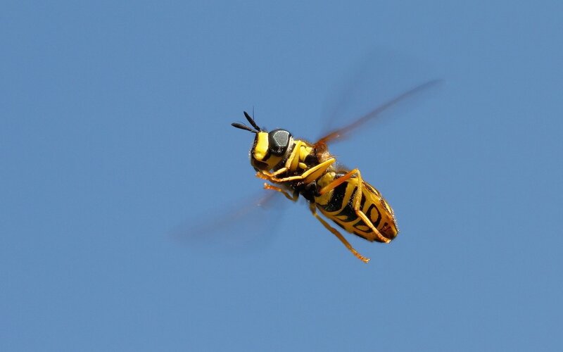 Yellow and Black Hoverfly — Blue, Calm, Afternoon