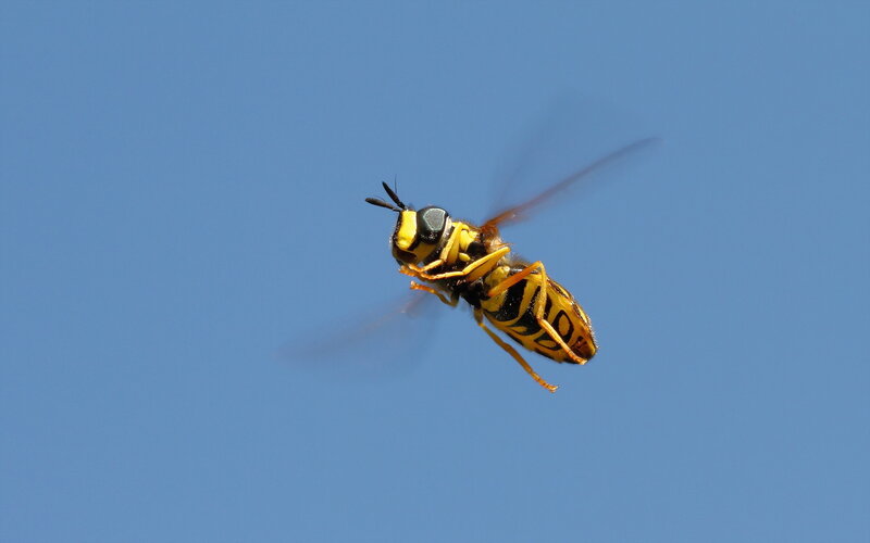 Yellow and Black Hoverfly — Blue