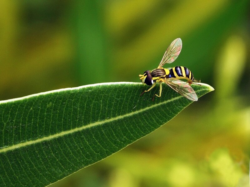 Yellow and Black Hoverfly — Green, Calm, Afternoon