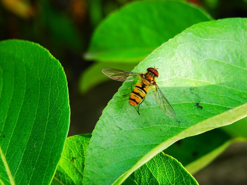 Yellow and Black Hoverfly — Green, Natural, Afternoon, Photograph