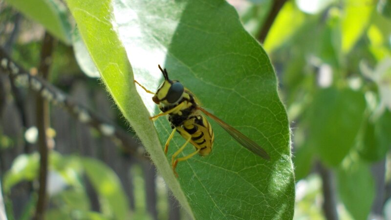 Yellow and Black Hoverfly — Green, Natural, Afternoon