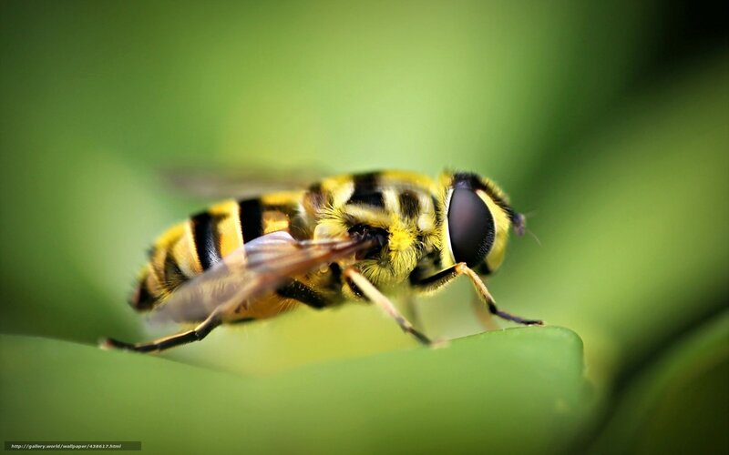 Yellow and Black Hoverfly — Green, Natural, Photograph