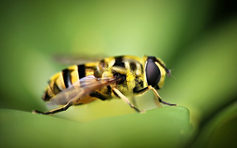 Yellow and Black Hoverfly — Green, Natural