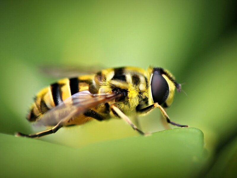 Yellow and Black Hoverfly — Green