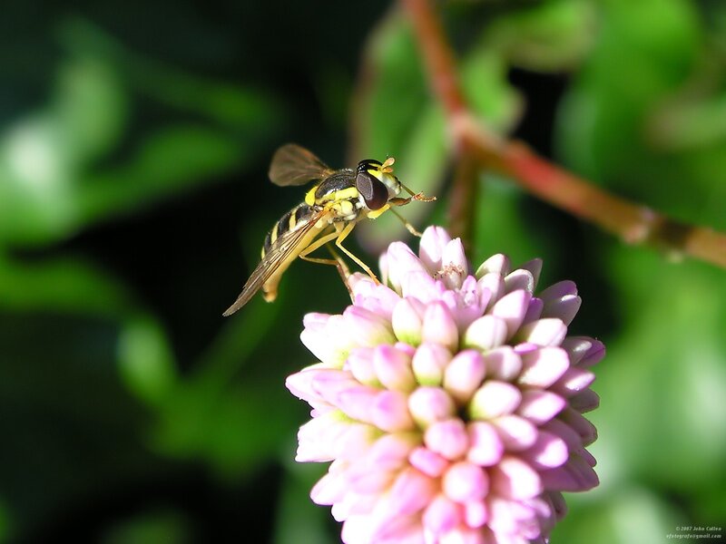 Yellow and Black Hoverfly — Pink