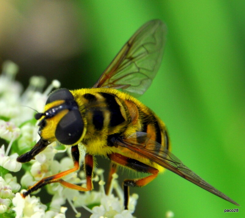 Yellow and Black Hoverfly