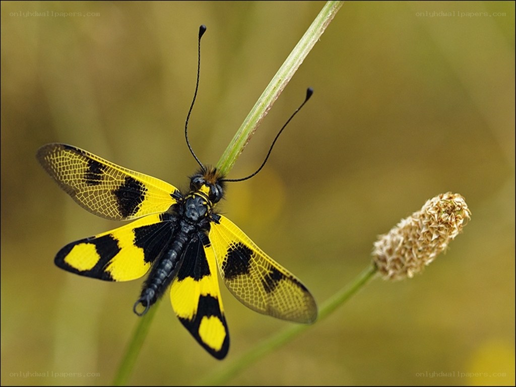 yellow and black insect on a stem