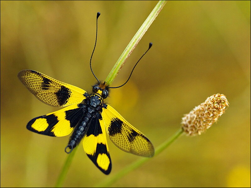 Yellow and Black Insect