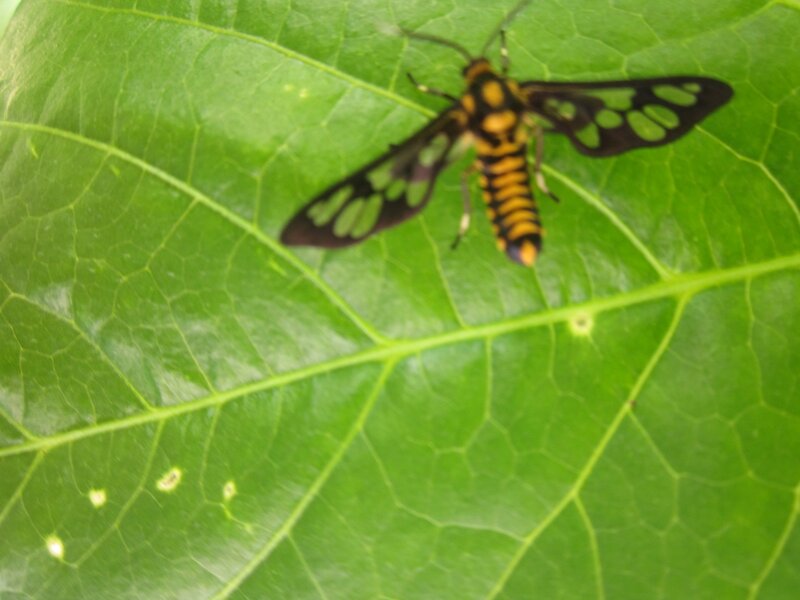 Yellow and Black Moth