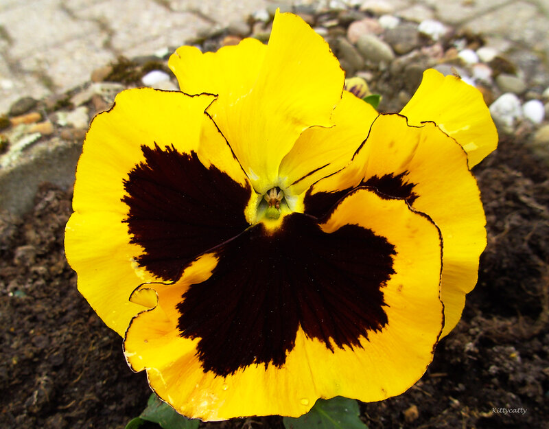 Yellow and Black Pansy