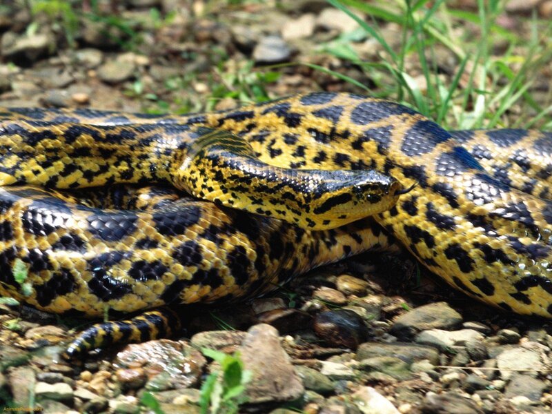 Yellow and black patterned snake