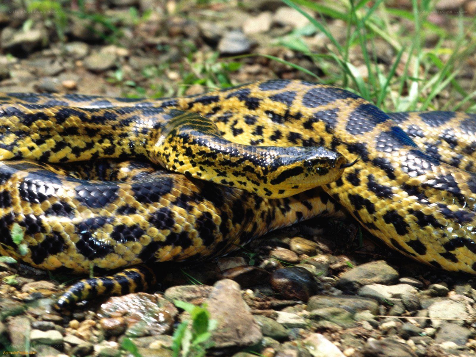 Yellow and black patterned snake