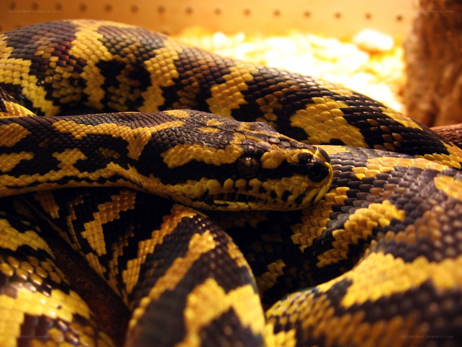 yellow and black patterned snake