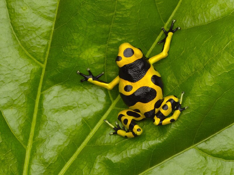 Yellow and black poison dart frog