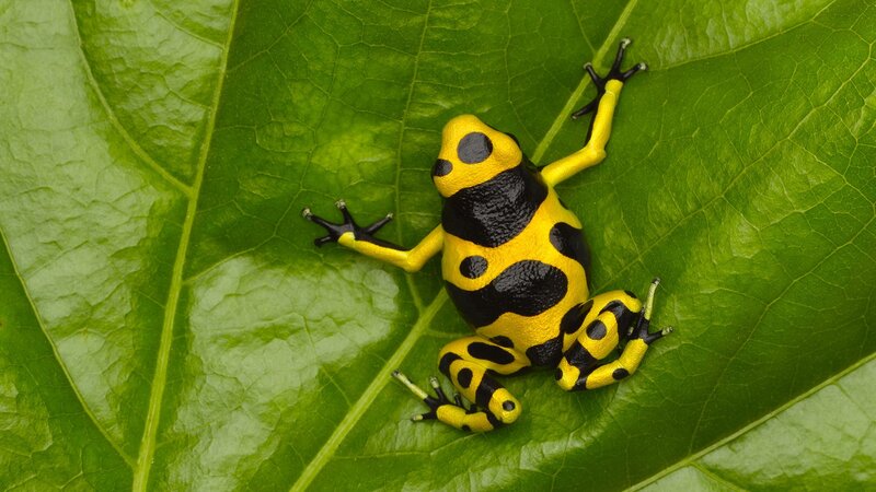 Yellow and black poison dart frog