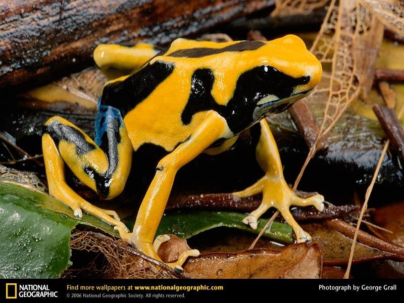 Yellow and black poison dart frog