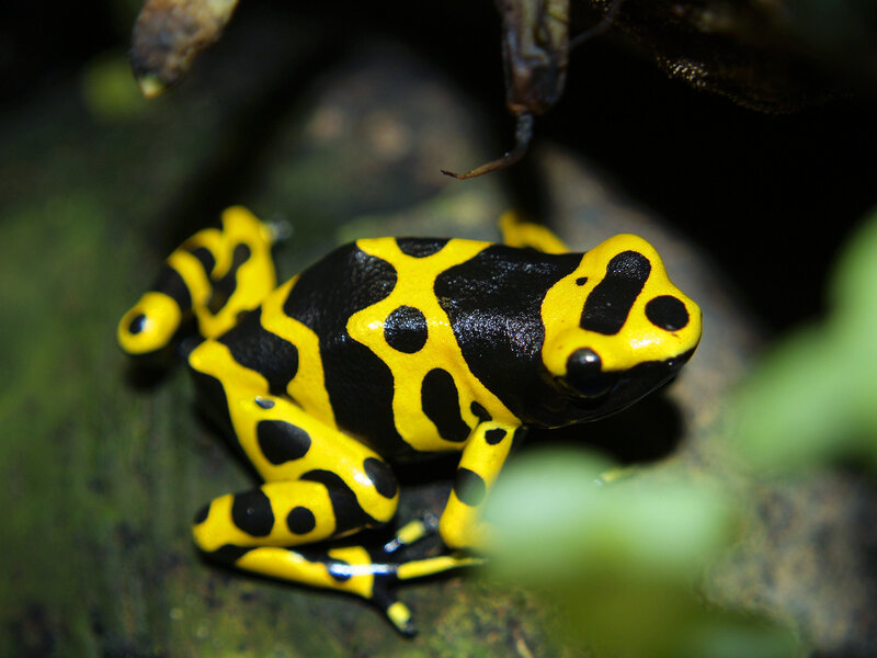 yellow and black poison dart frog