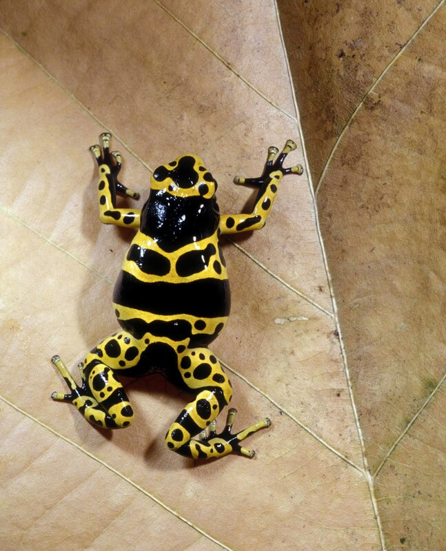 Yellow and black poison dart frog