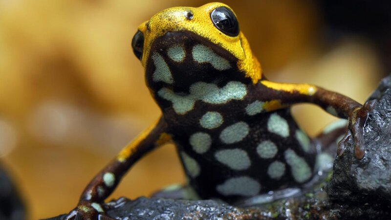 yellow and black poison dart frog