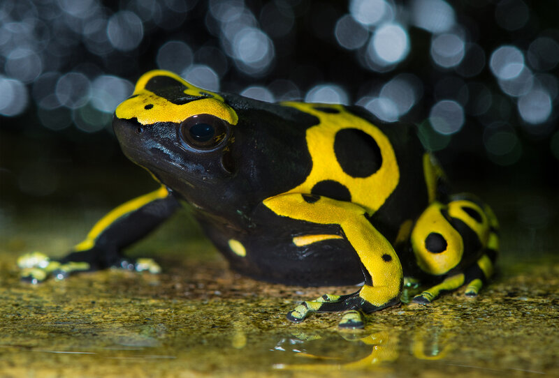 Yellow and Black Poison Dart Frog — Dramatic