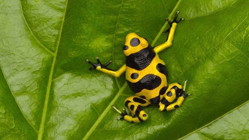Yellow and Black Poison Dart Frog — Green