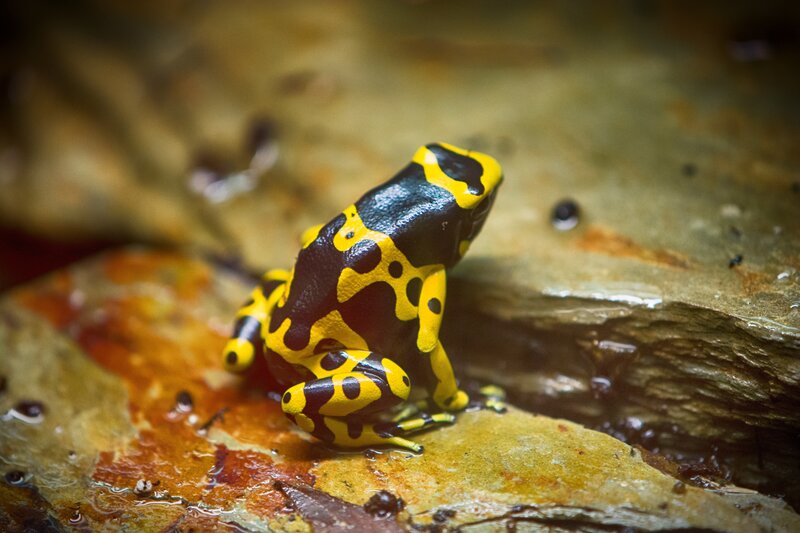 Yellow and Black Poison Dart Frog — Natural, Photograph, Rock