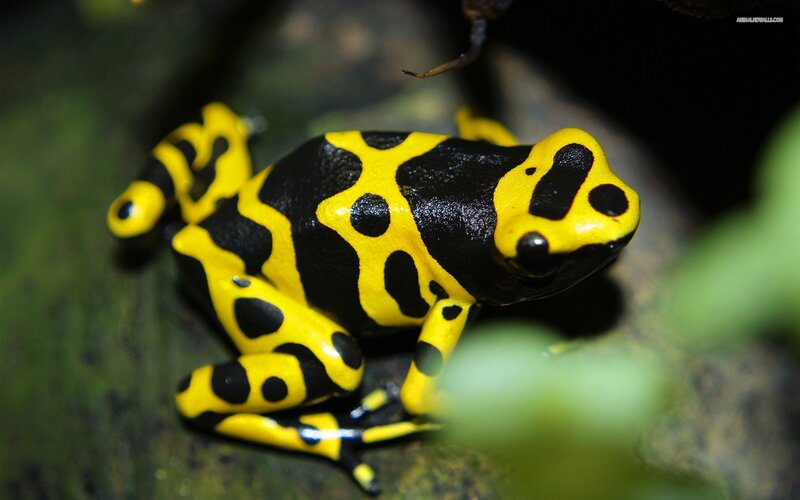 Yellow and Black Poison Dart Frog — Natural, Photograph