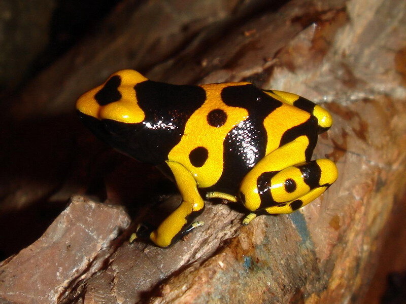 Yellow and Black Poison Dart Frog — Natural