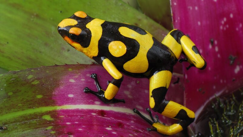 Yellow and Black Poison Dart Frog — Vibrant