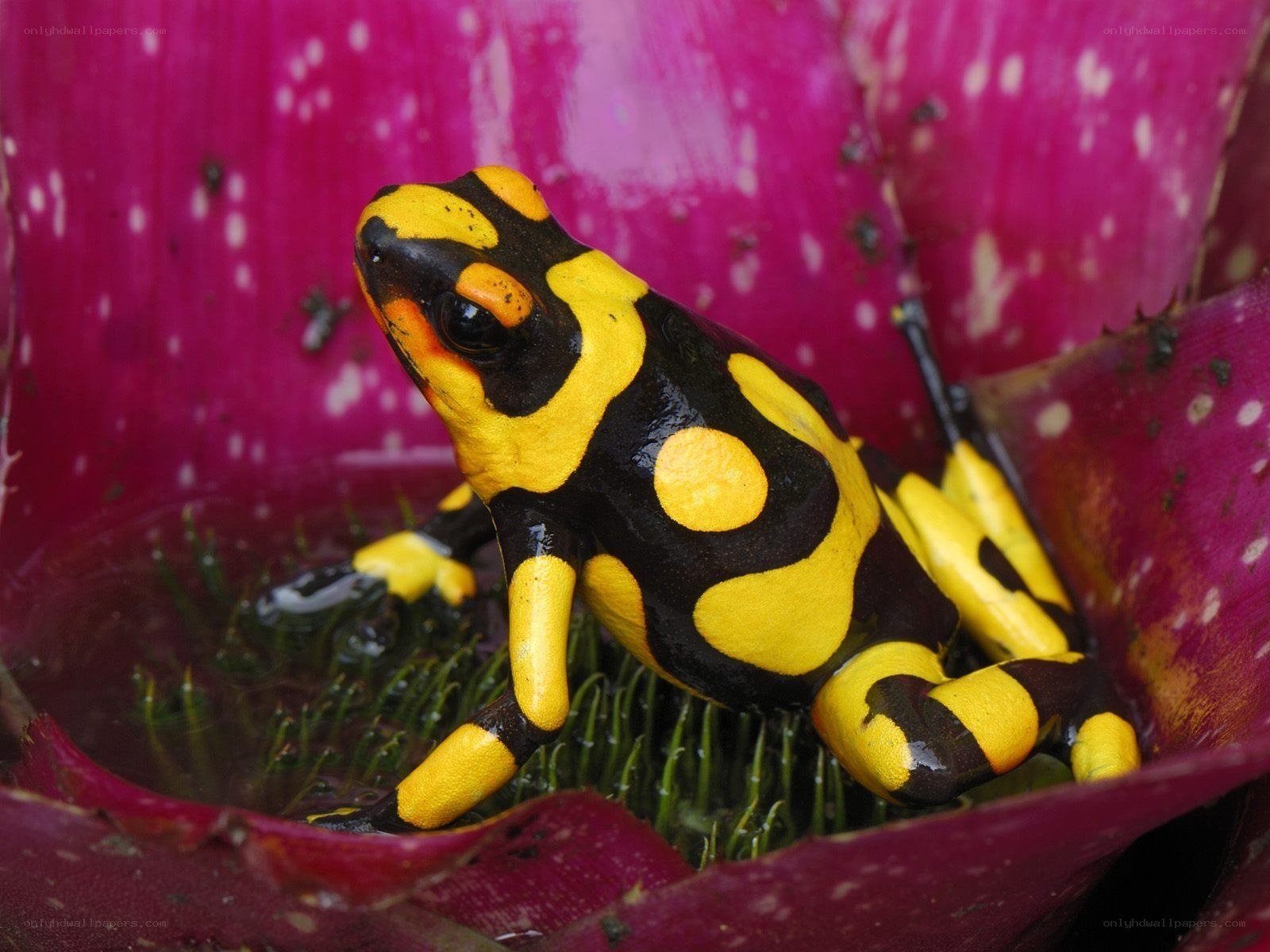 Yellow and black poison dart frog