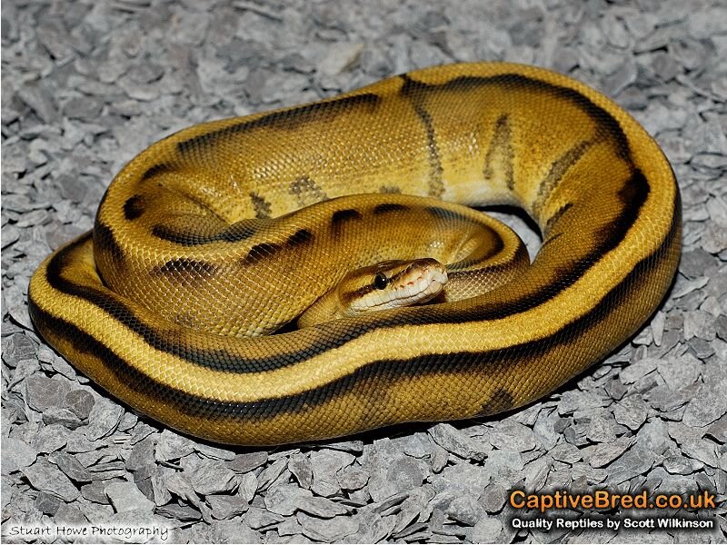 Yellow and Black Python