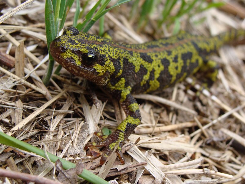 yellow and black salamander