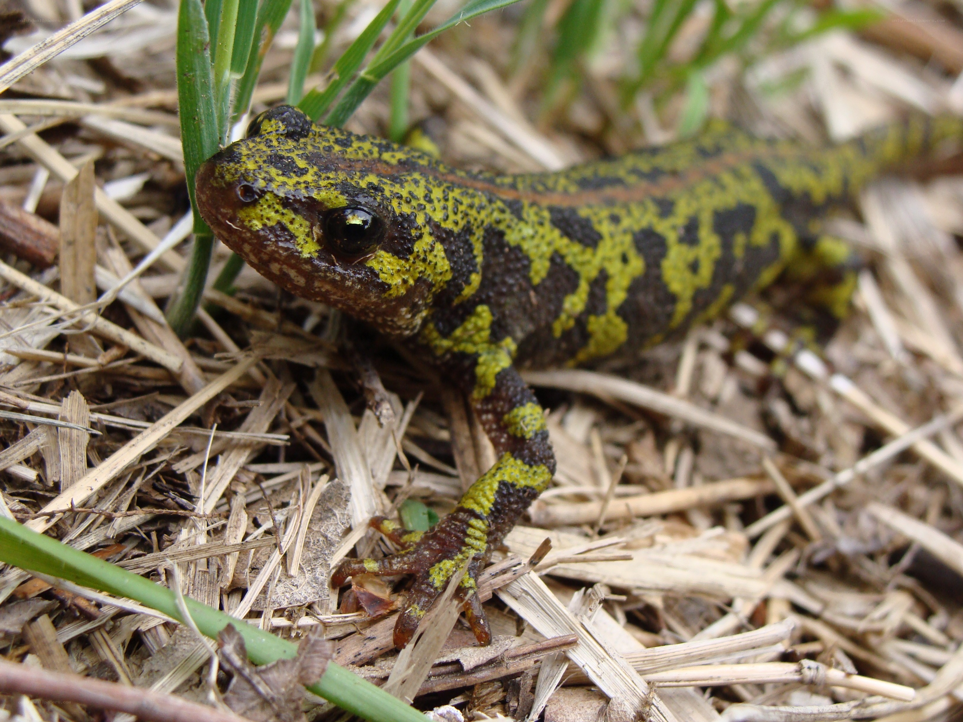 yellow and black salamander