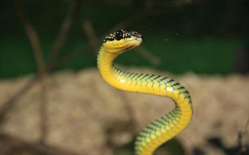 Yellow and Black Snake — Alert
